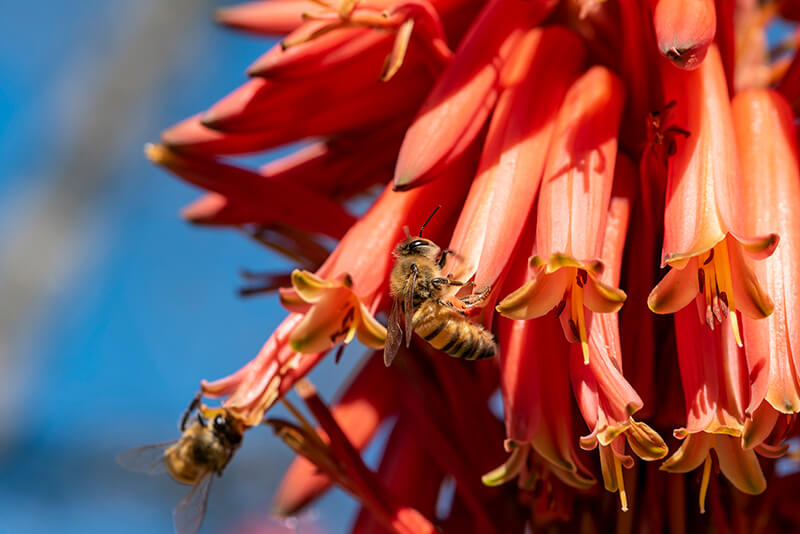 Wright’s Desert Honeysuckle