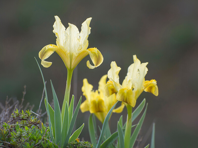 Siberian Iris