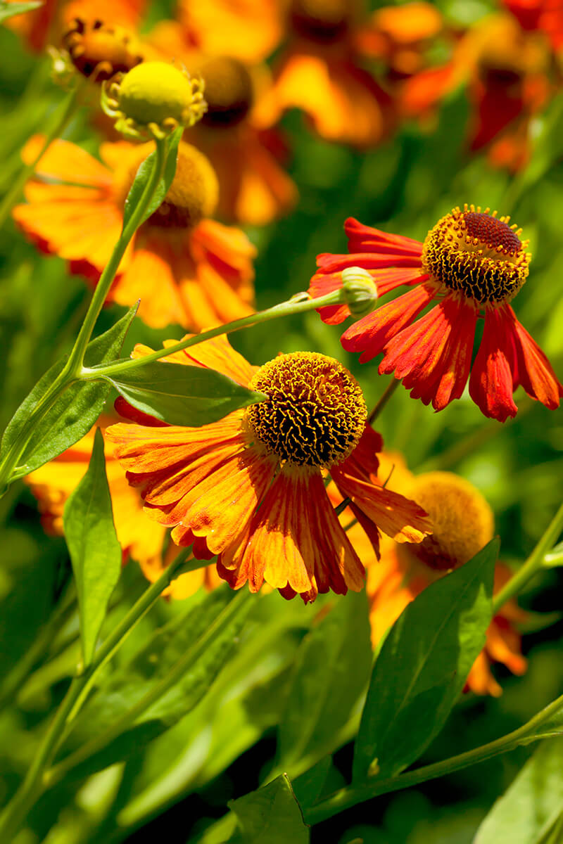 Helenium, Trumpet Vine, Vining Plant