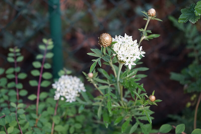 Star of Bethlehem