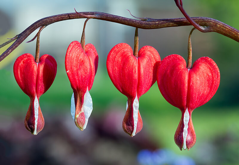 Bleeding Heart