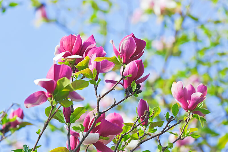 Saucer Magnolia