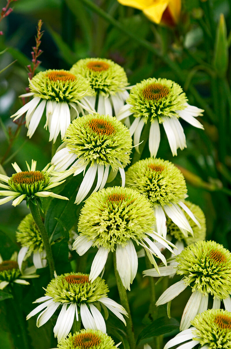 Hedgehog Coneflower