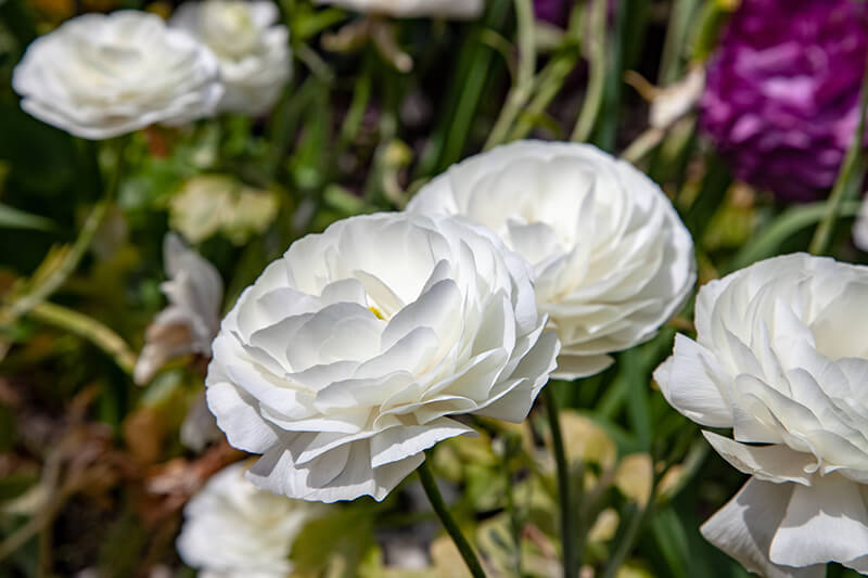 Ranunculus