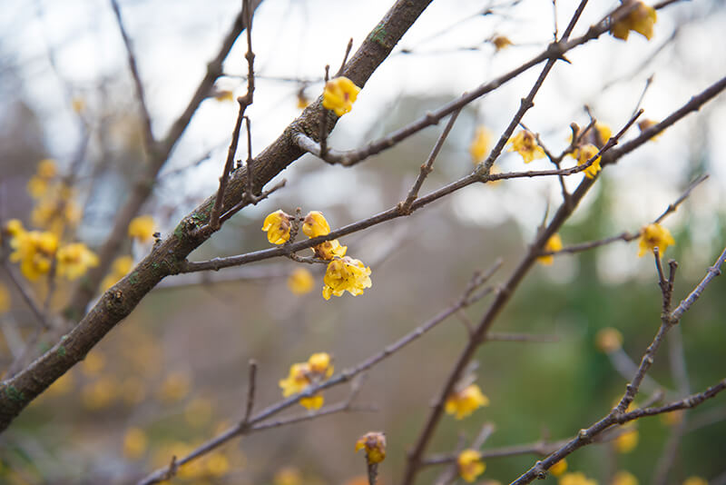 Wintersweet