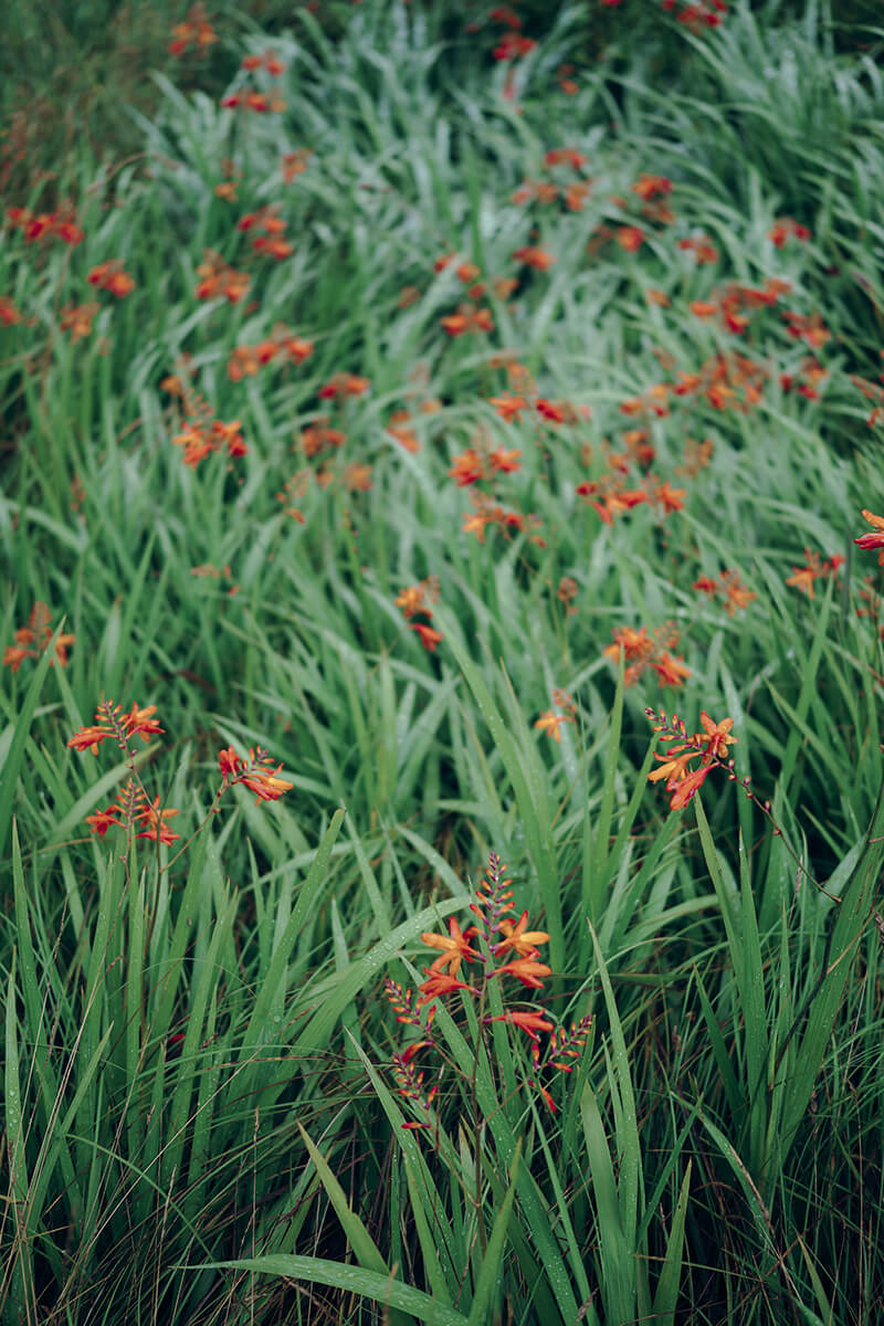 Crocosmia Emberglow