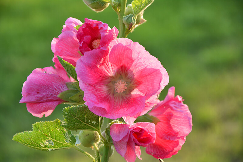 Hollyhock