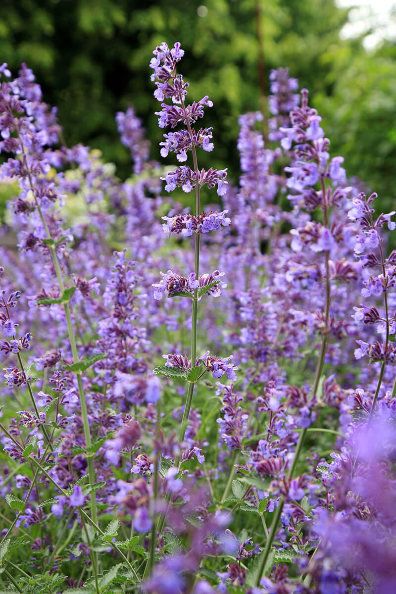 Catmint