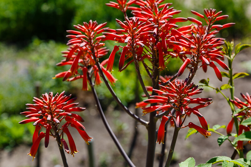 Lace Aloe