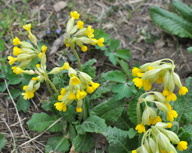 Cowslip