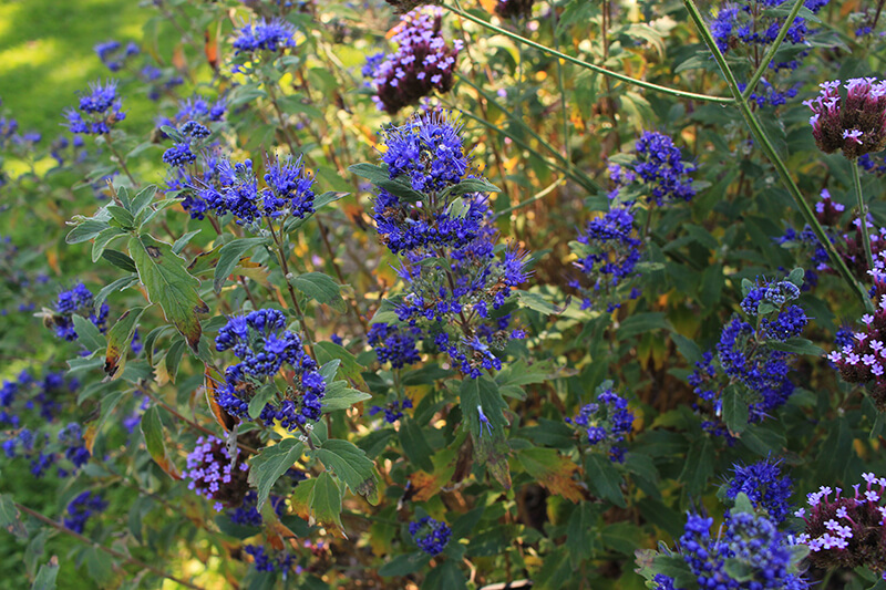 Caryopteris