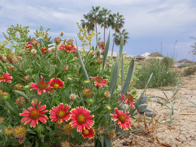 Blanket Flower