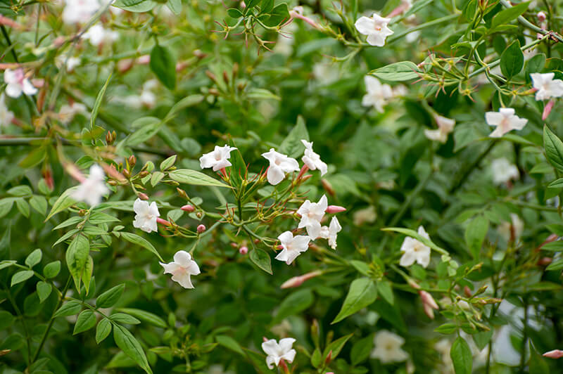 Common Jasmine