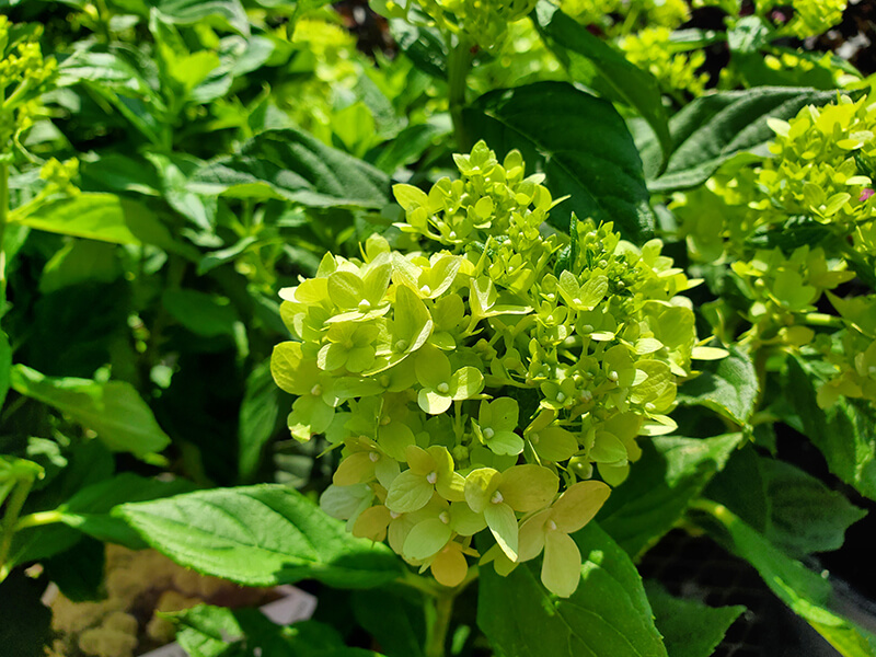 Panicle Hydrangea