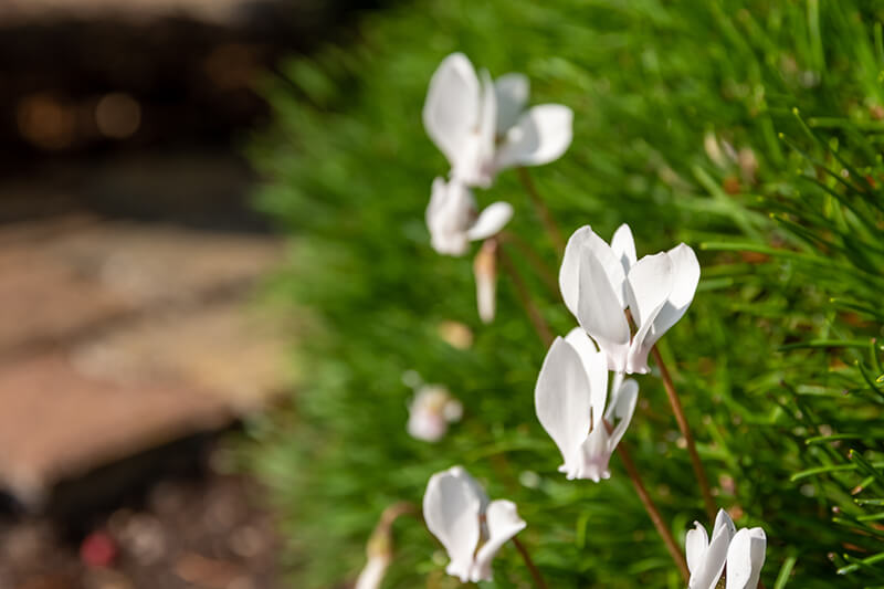 Cyclamen