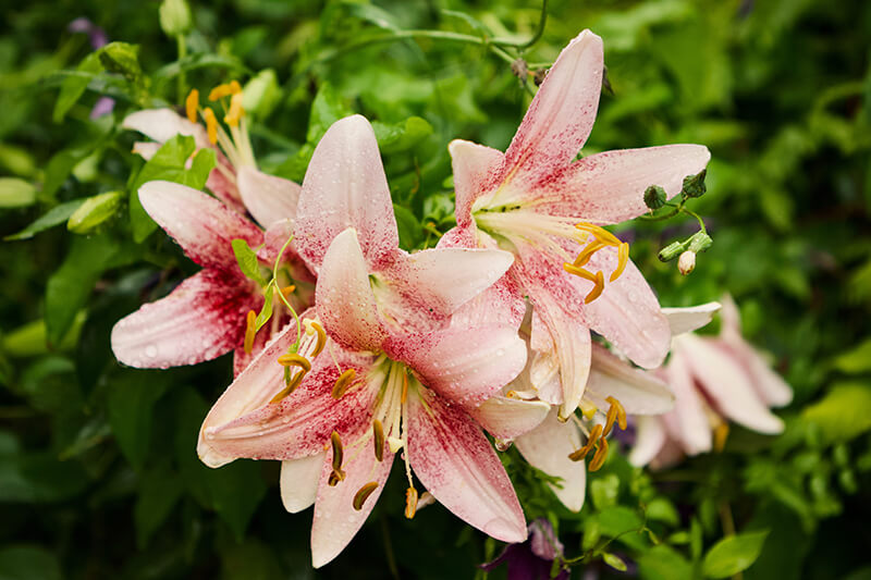 Stargazer Oriental Lily