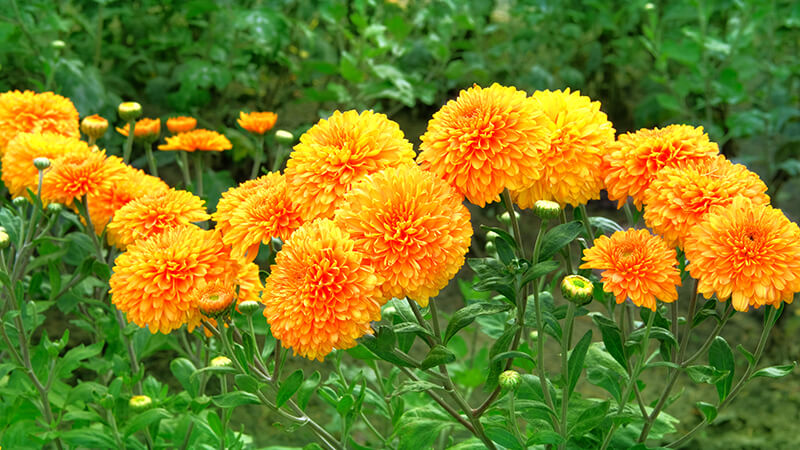 Chrysanthemums