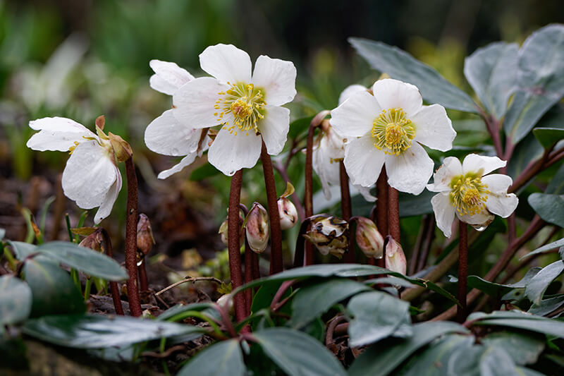 Lenten Rose