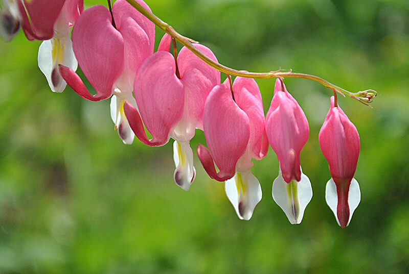 Bleeding Heart