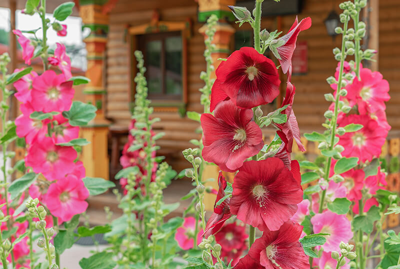 Hollyhock