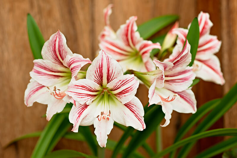 Amaryllis