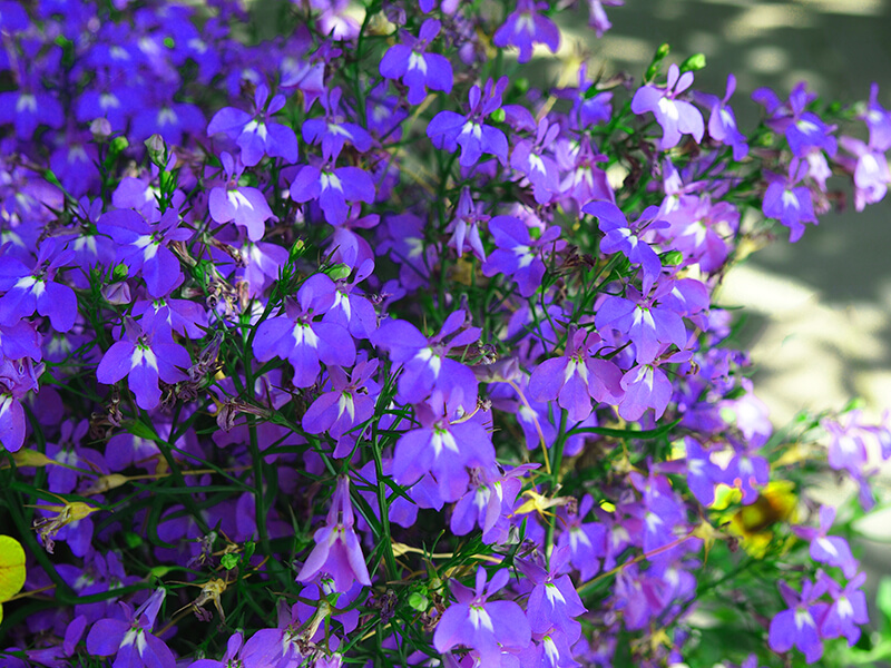 Lobelia