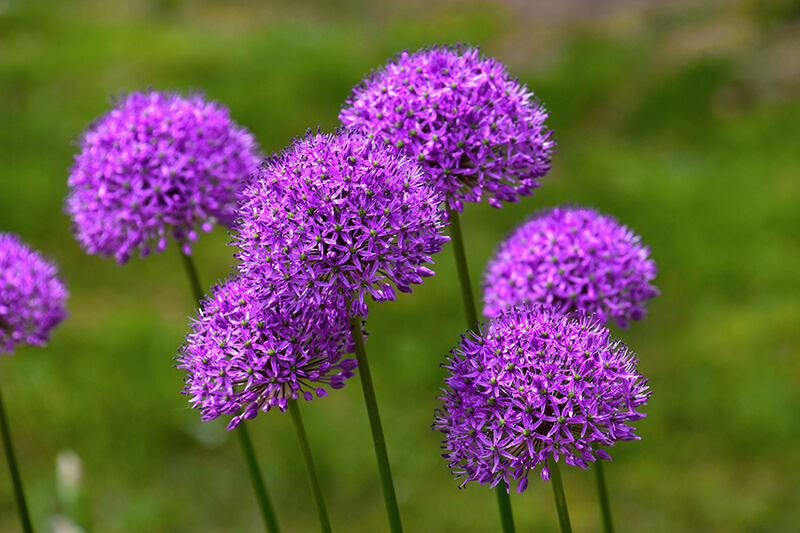 Flowering Onion