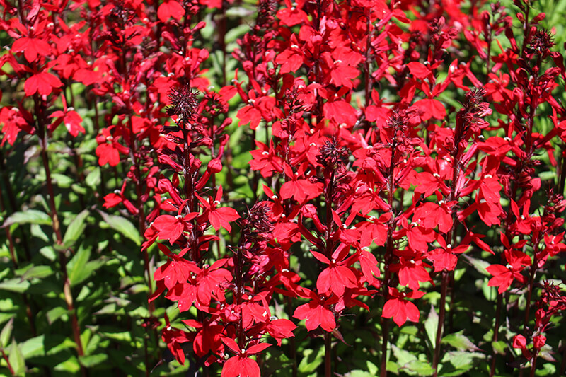 Scarlet Lobelia