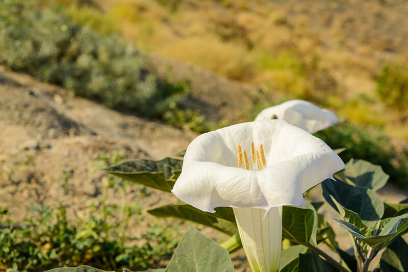 Sacred Datura