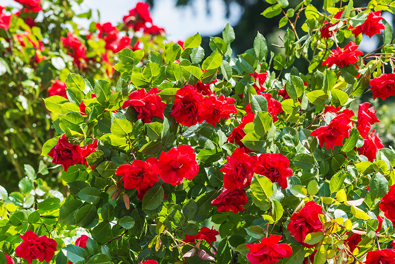 Floribunda Rose