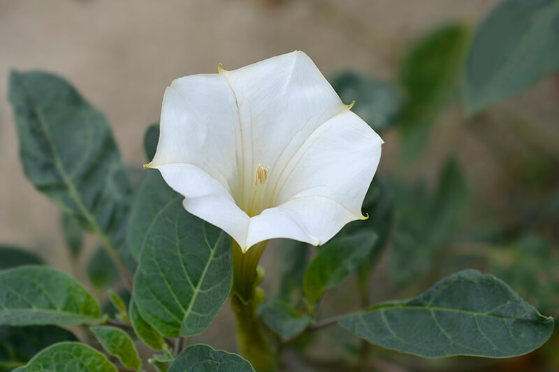 Angel’s Trumpet