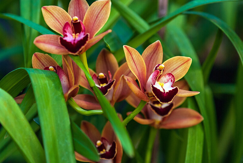 Cymbidium Orchid