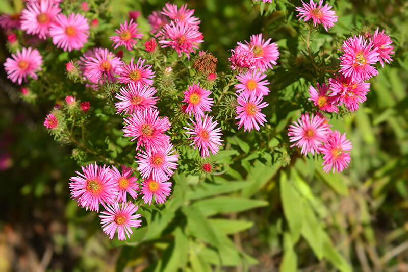 New England Aster