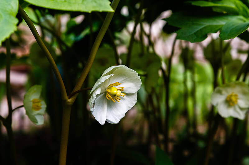 Mayapple