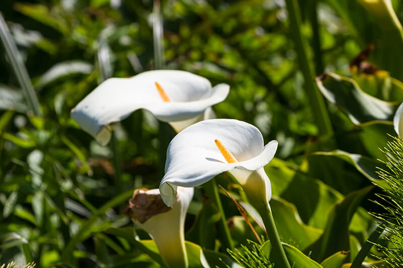 Calla Lilly