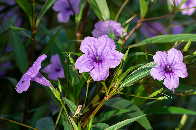 Desert Petunia