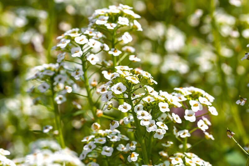 Alyssum