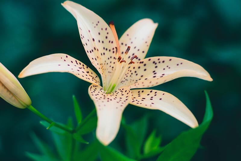 Tiger Flower