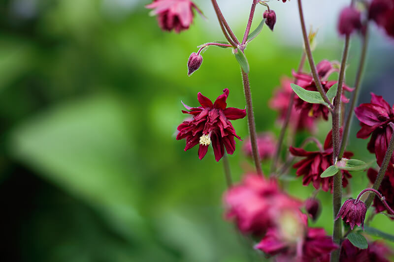 Columbine