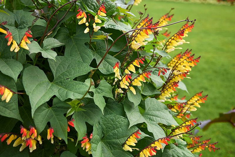 Firecracker Vine