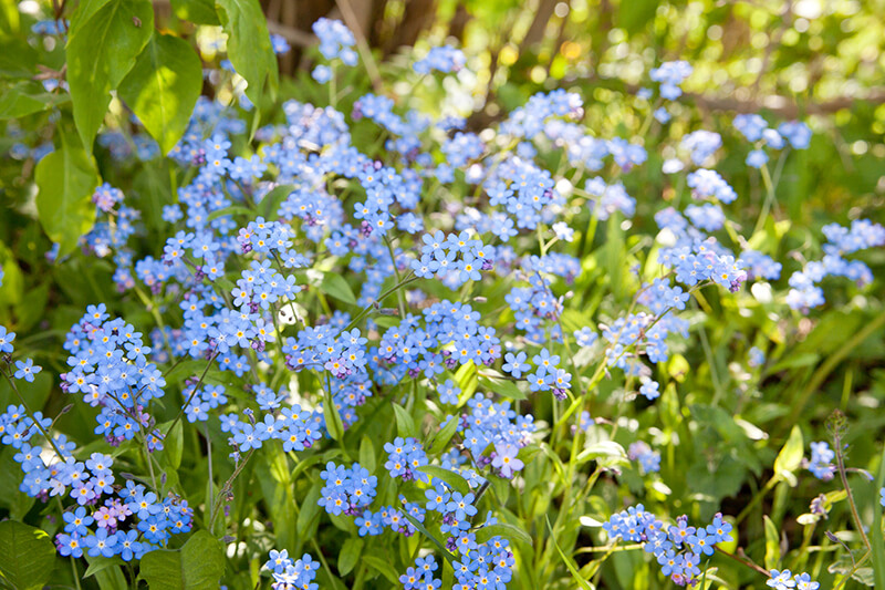 Forget-Me-Nots