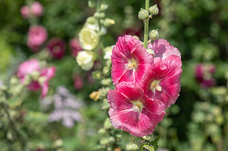 Hollyhock