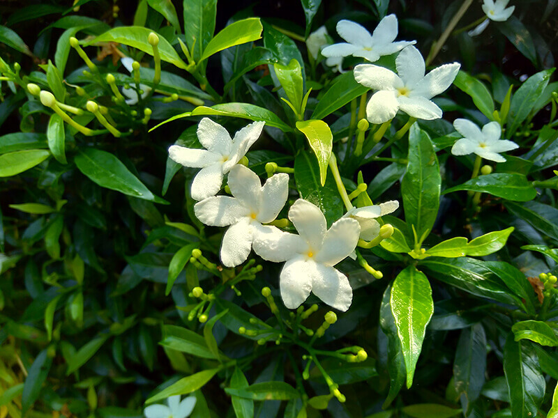 Gardenia