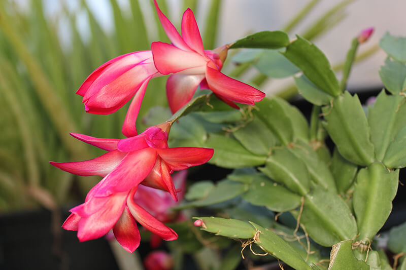 Christmas Cactus