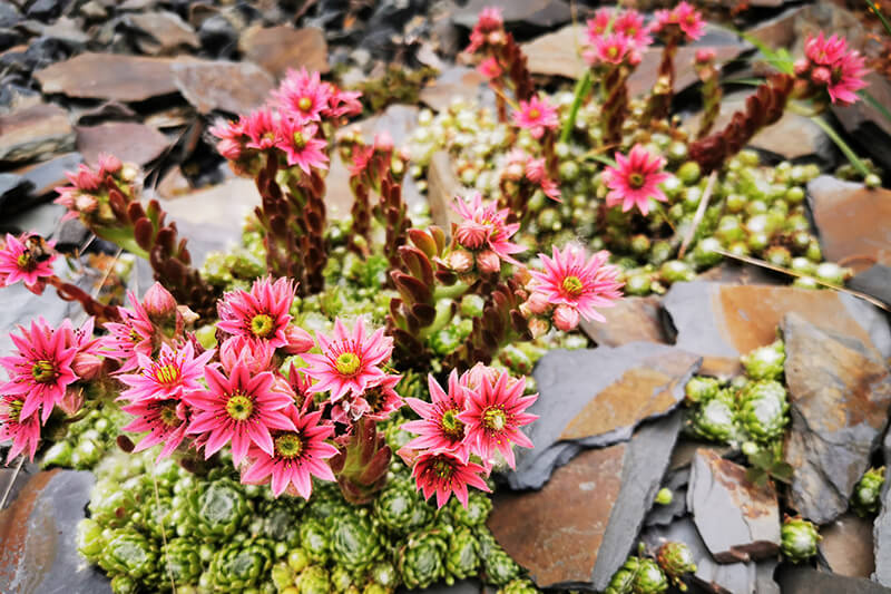 Hens and Chicks