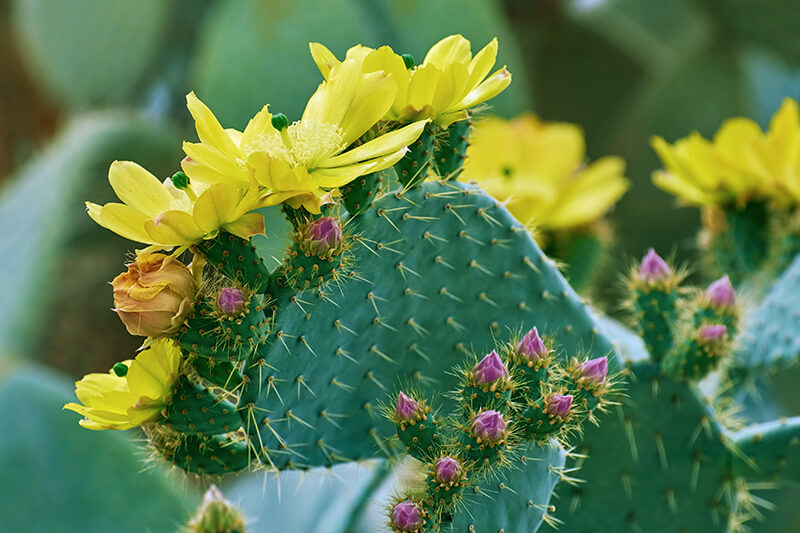 Plains Prickly Pear