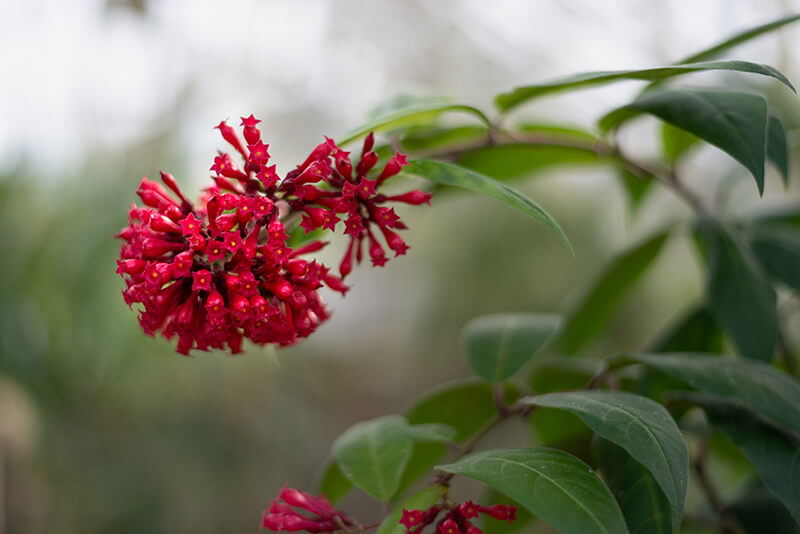 Purple Cestrum