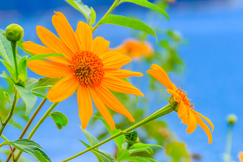 Mexican Sunflower