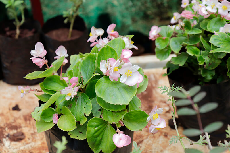 Hardy Begonia