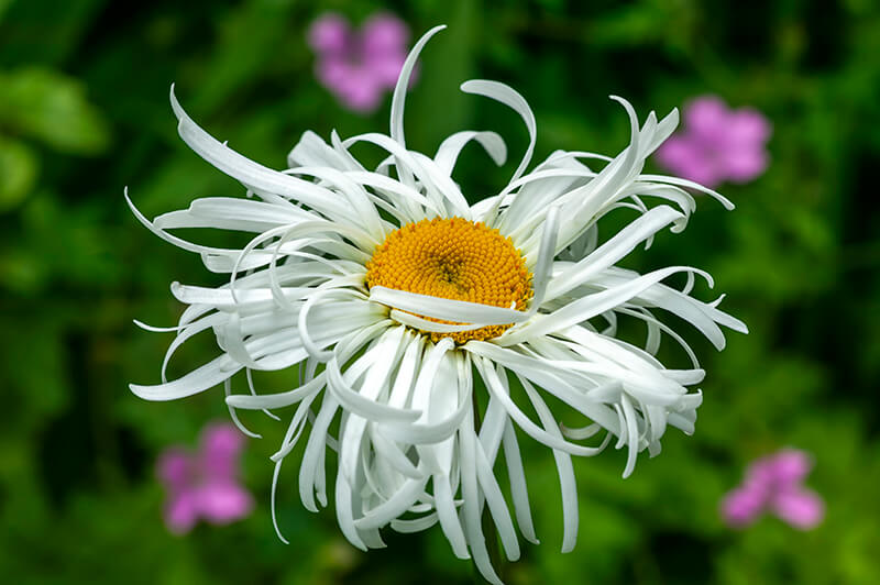 Shasta Daisy